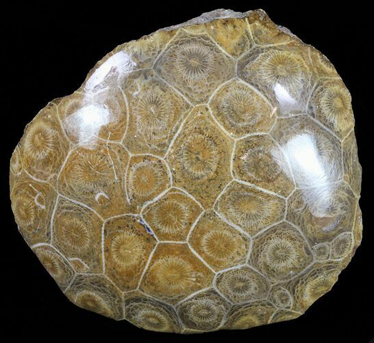 Polished Fossil Coral (Actinocyathus) - Morocco #60057
